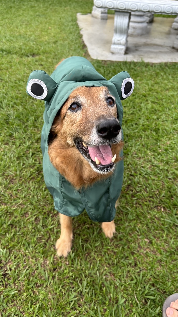 Foto de Cocoa